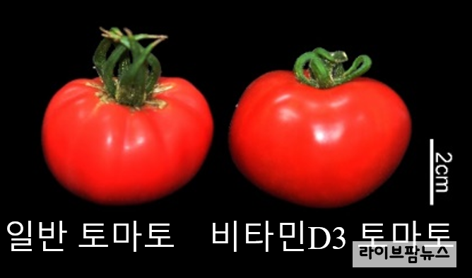고농도의 프로비타민D3를 함유한 토마토.