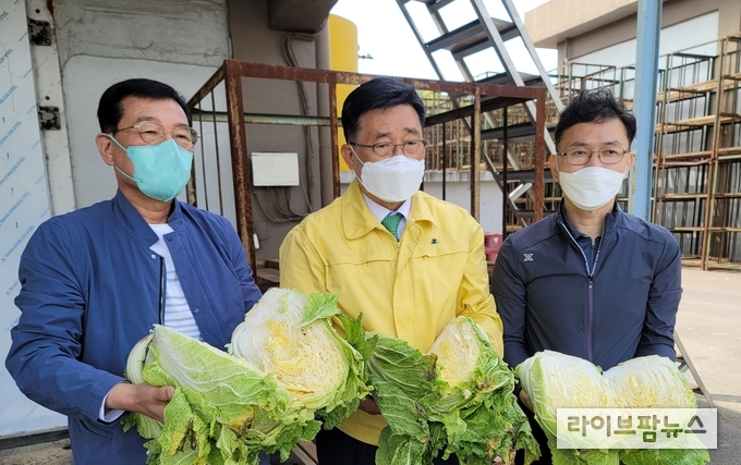 배추를 절단하여 품질 점검하는 김춘진 사장<사진 가운데>