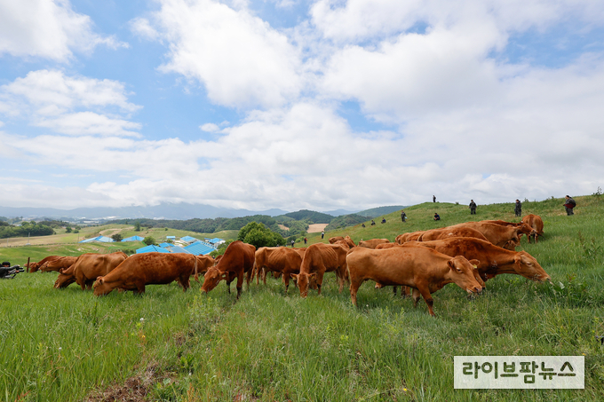 8일 농촌진흥청 국립축산과학원 한우연구소(강원도 평창) 초지에서 한우가 풀을 뜯고 있다. <사진=농촌진흥청>