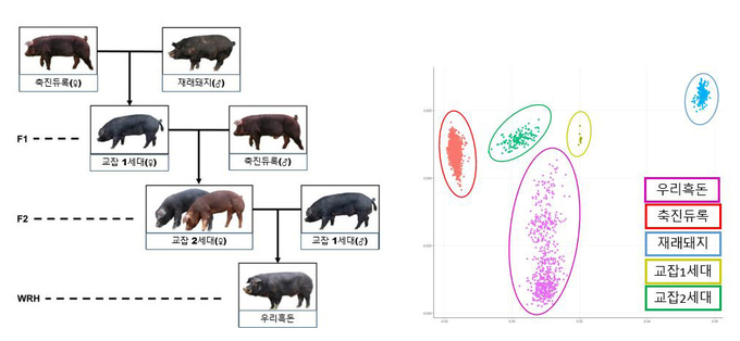 사진 왼쪽부터 우리흑돈 생산체계와 유전체 분석에서 고유 집단으로 분리되는 우리흑돈.