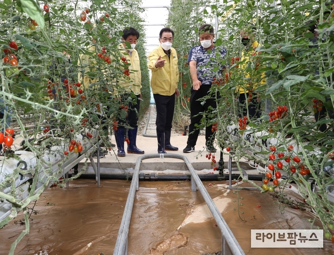 이성희 농협중앙회장(가운데)과 김명기 횡성군수(왼쪽)는 14일 강원 횡성군 소재 토마토 시설하우스 농장을 방문하여 집중호우 피해상황을 점검하고 농업인 지원방안을 강구하고 있다.
