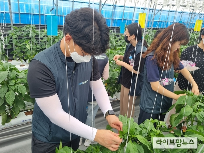 파프리카 교배 실습.