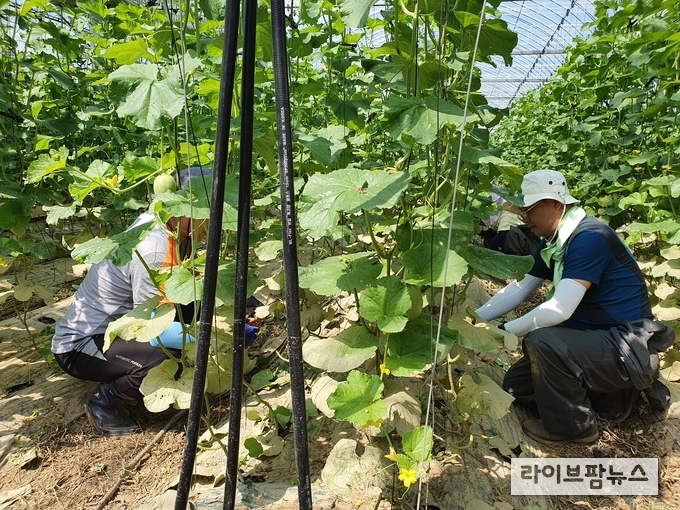 농촌진흥청은 21일 제11호 태풍 ‘힌남노’로 피해를 본 경북 경주시 안강읍 사방리의 토마토·멜론 재배단지를 방문해 피해복구 일손 돕기와 현장 기술지원을 펼쳤다.