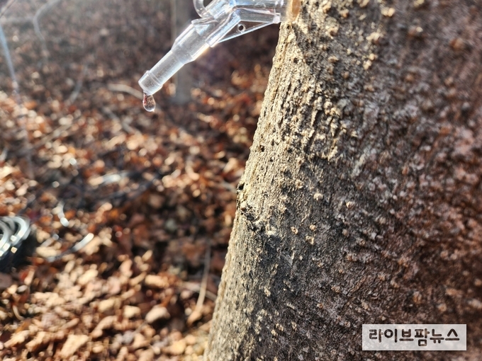 진주에 있는 인공조림지의 고로쇠 수액 출수 사진.