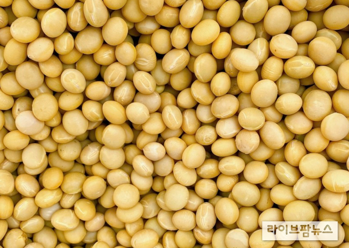 콩 섭취가 노인 우울증 발병과 폐경후 우울증 증상 개선에 도움이 된다는 연구결과가 나왔다.