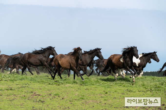 11일 농촌진흥청 국립축산과학원 난지축산연구소에서 국내산 승용마들이 방목장을 향해 달려나가고 있다. <제공=농촌진흥청>