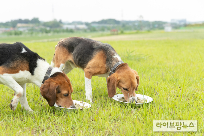 새싹보리 먹이 먹고 있는 반려견.