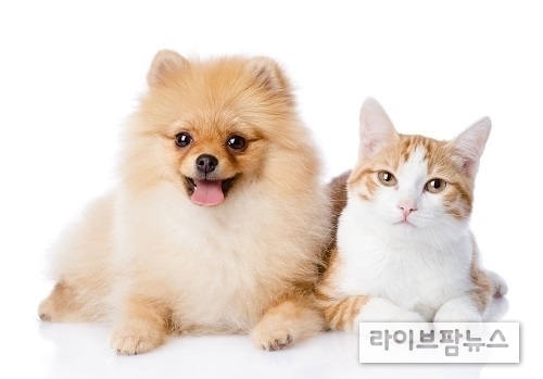 농식품부는 ‘동물보호법’ 개정을 통해 반려동물행동지도사 국가자격 제도의 기반을 마련하고, 이를 체계적으로 이행하기 위한 전담반을 구성했다. 연말까지 반려동물행동지도사 자격 운영방안을 마련하고, 이를 토대로 내년 상반기에 제1회 시험을 시행할 예정이다.