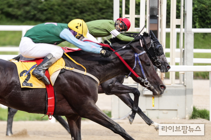 스포츠동아배 접전 속 먼저 결승선 통과하는 라온더골드와 임기원(빨간모자)기수