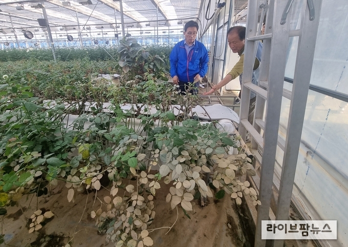 <strong>농업회사법인(주)화동 집중호우 피해 현장 점검 </strong>김춘진 한국농수산식품유통공사 사장(좌측)