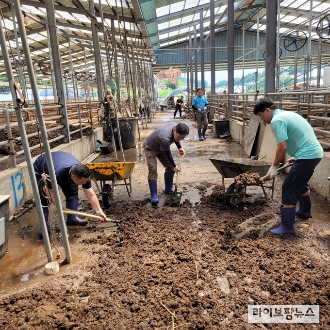 축산물품질평가원 박병홍 원장(가운데)을 비롯한 임직원이 공주시 축산농가에서 토사 제거, 잔해물 정리 등 일손돕기 활동을 하고 있다.