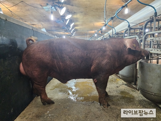 우수종돈 두록