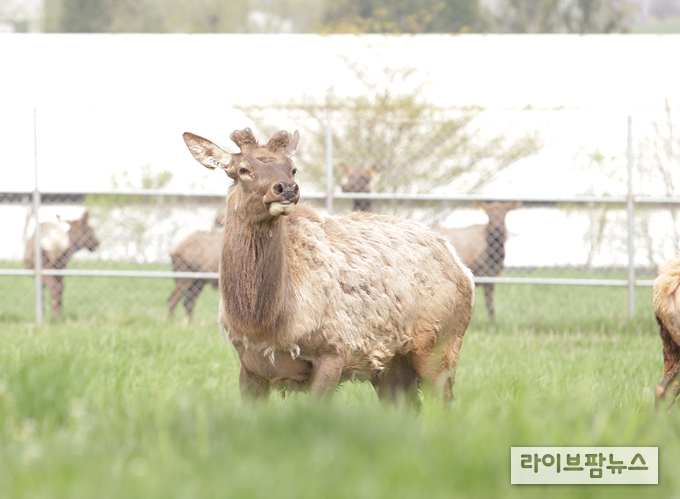 낙각 이후 수사슴(4월, 엘크)