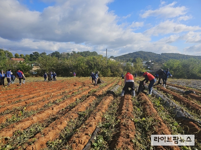 한국건강관리협회 인천광역시지부가 농촌 일손돕기 봉사활동을 하고 있다.(사진=한국건강관리협회 인천광역시지부)