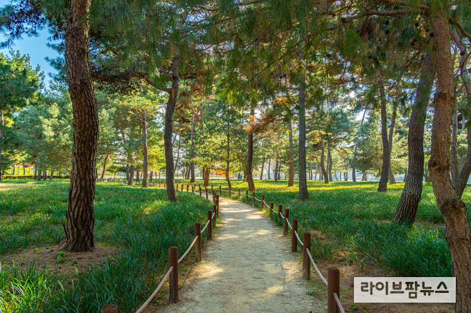 하동송림 (사진=김정흠 작가)