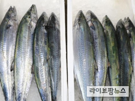 삼치 이미지.(사진=인천시)