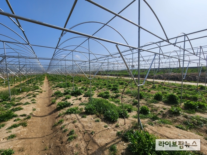농업기술보급사업 관련 이미지.(사진=인천강화군)