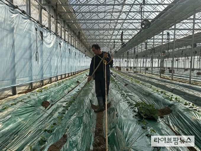 인천시 강화군 불은면 소재 연동형 비닐하우스 농장에서 정식한 강화섬오이.(사진=인천강화군)