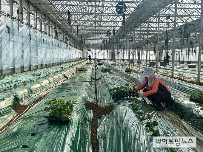 인천시 강화군 불은면 소재 연동형 비닐하우스 농장에서 정식한 강화섬오이.(사진=인천강화군)