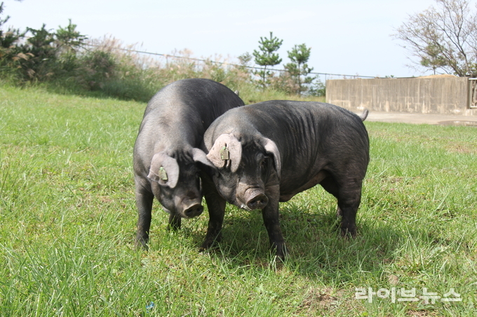 난축맛돈 돼지사진.