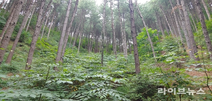 산림청 국립산림과학원은 침엽수 인공림을 대상으로 숲의 밀도를 조절하는 ‘숲가꾸기’를 시행했을 때, 목재 생산성과 수원함양기능이 향상될 뿐만 아니라 식물 종 다양성이 약 1.7배 증가하는 효과가 있음을 밝혔다. 사진은 숲가꾸기 6년후 모습.
