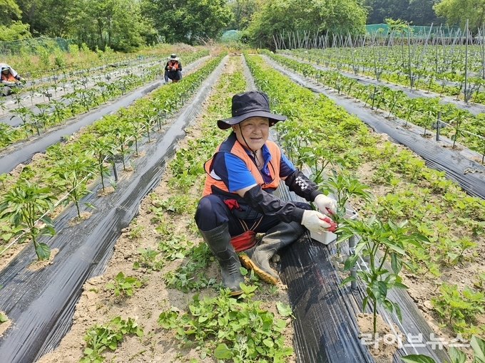 박경서 인천중구자원봉사센터 봉사자가 영종지역 농가를 찾아 농촌일손돕기 활동을 펼치고 있다.(사진=인천중구자원봉사센터)