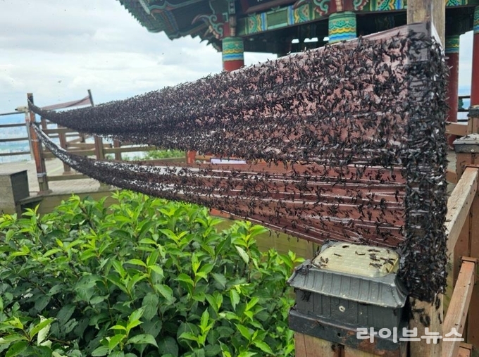 인천시계양구가 계양산 일대에 러브버그(붉은등우단털파리)가 대량 출몰함에 따라 친환경 방제와 현장 대응을 진행하고 있다.(사진=인천계양구)