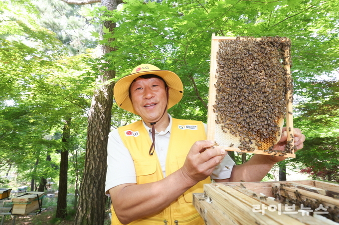 LG는 김대립 명인, 비컴프렌즈와 함께 올 6월 동안 꿀벌 백만 마리가 서식지에 잘 정착할 수 있도록 유지 관리에 집중했다.