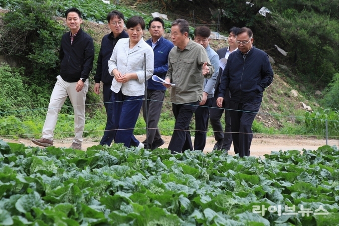 농림축산식품부 송미령 장관은 6일, 강원 평창군에 위치한 여름배추 재배현장 및 출하조절시설을 찾아 생육 및 출하 상황을 점검했다.