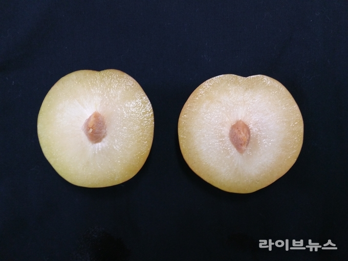 자두 '추희' 생리장해(바람들이)