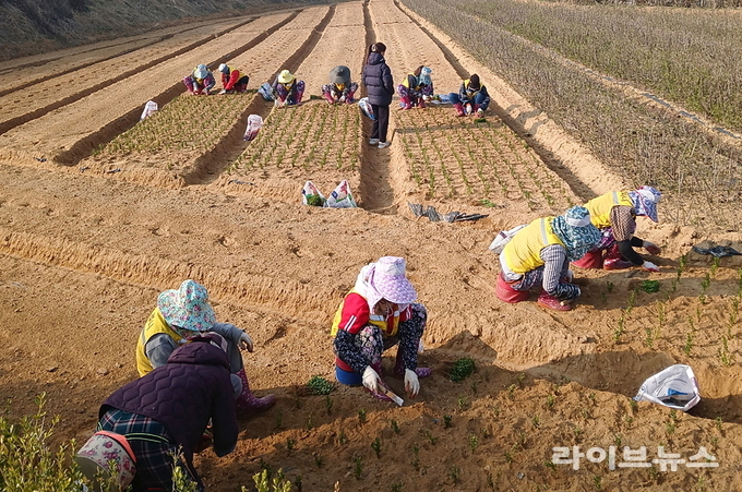 공공형 계절근로자 관련 이미지.(사진=순창군)