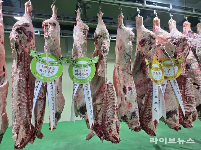 고급육 경진대회 수상우(미경산, 최우수) 사진.