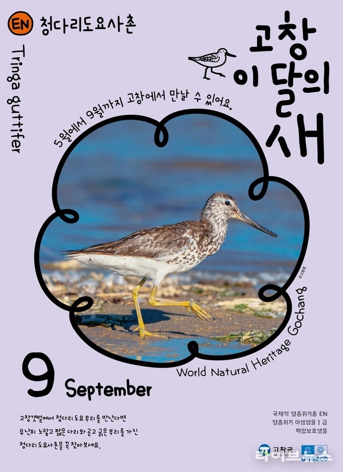 고창갯벌 9월 이달의 새 청다리도요사촌.(사진=고창군)