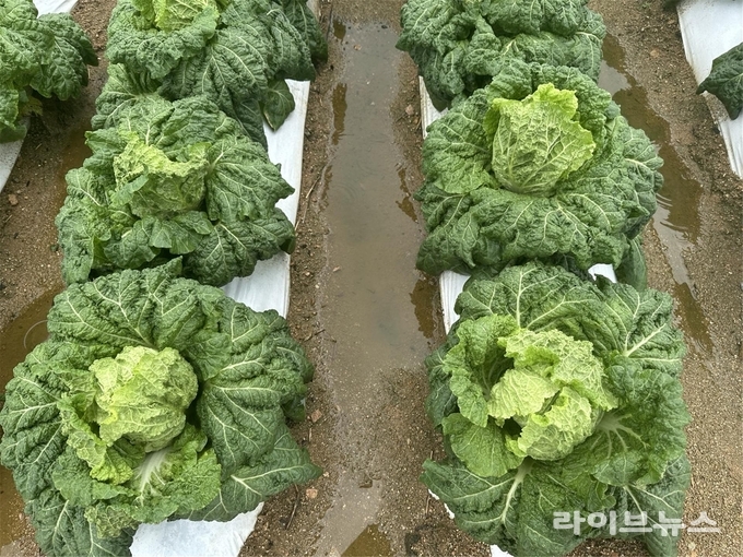 종합기술을 투입해 재배 중인 '하라듀' 배추.