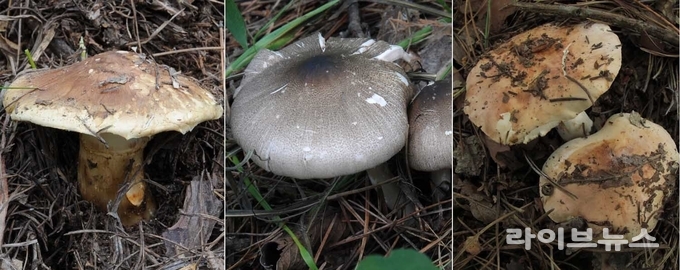 산림청 국립산림과학원은 식용 송이와 비슷하게 생긴 독버섯으로 인한 중독 사고 위험이 커지고 있다며 각별한 주의를 당부했다. 사진은 왼쪽부터 송이버섯, 광비늘주름버섯, 담갈색송이.
