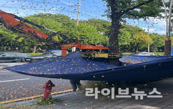 진동수확기를 활용한 열매채취 모습.(사진=인천시)