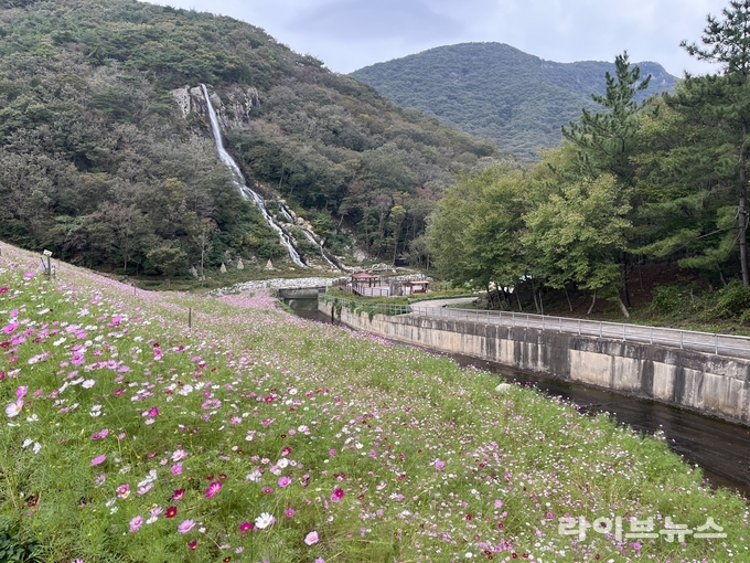 선운산 코스모스.(사진=고창군)