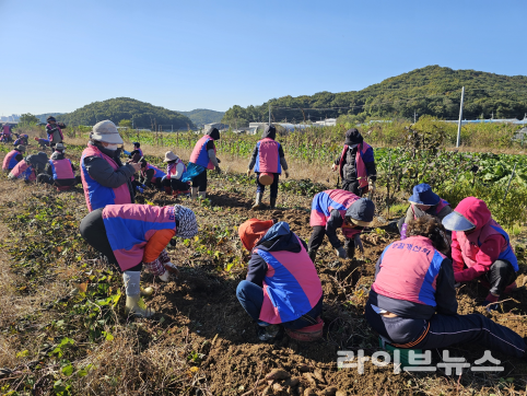 인천시 농업기술센터가 (사)한국생활개선인천시연합회와 인천 서구 검단에서 사랑의 고구마 수확을 진행하고 있다.(사진=인천시농업기술센터)