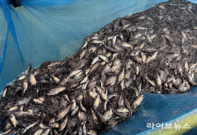 강화군이 조피볼락 61만 마리를 추가 방류했다.(사진=인천강화군)