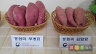 농진청, 고구마 무병묘 공급체계 구축