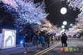 ‘야간벚꽃축제’ 8일 무료입장 이벤트 진행