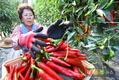 폭염에도 빨갛게 익은 고추 ‘수확 한창’