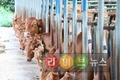 “12개월 거세·25개월 출하…농가소득 별차이없어“