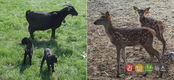 추위에 강한 염소·사슴도 겨울철 건강관리 신경써야