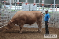 대한민국 한우 중 역대 최고 중량 생체중 1,261kg 슈퍼한우 기록 갱신