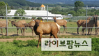 가을은 사슴의 번식기…적절한 사양관리가 소득과 직결