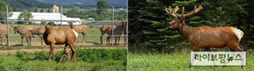 가을은 사슴의 번식기…적절한 사양관리가 소득과 직결