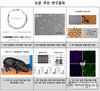 치매 복제돼지 생산기술 美 특허 획득…세계 치매연구 선도한다