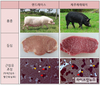 제주재래돼지가 맛있는 이유 “육질유전자 비밀에 있다”