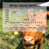 최근 3년간 한우암소 사육월령 2.5개월 증가
